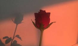 网红都有背景吗,揭秘他们的背景故事