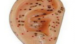 耳垂小图片,揭秘耳垂形状背后的秘密