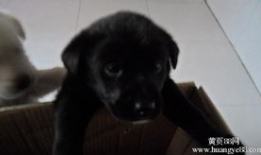 晚上狗图片,狗狗的温馨时光