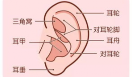 耳垂小图片,揭秘耳垂形状背后的秘密