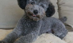 松鼠犬照片,毛茸茸的小精灵