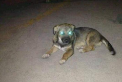 晚上狗图片,狗狗的温馨时光