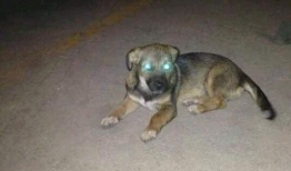 晚上狗图片,狗狗的温馨时光