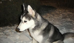 晚上狗图片,狗狗的温馨时光