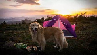 娱乐吃瓜酱狗餐馆