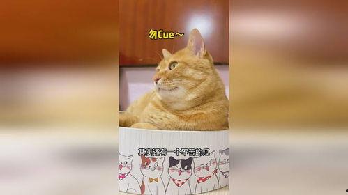 吃瓜猫娱乐,揭秘娱乐圈幕后故事，带你领略明星真实生活